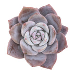 SPECIAL REQUEST- Echeveria Missing You