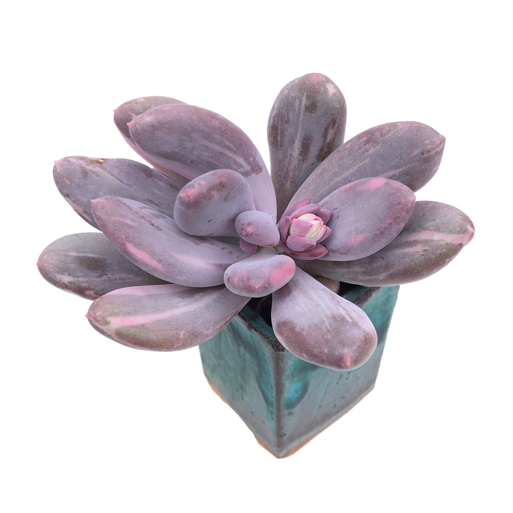 SPECIAL REQUEST- Pachyphytum Bora, Variegata