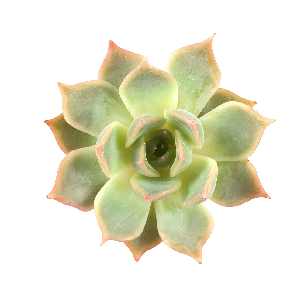 Echeveria Lucinda Sp.