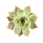 Echeveria Lucinda Sp.