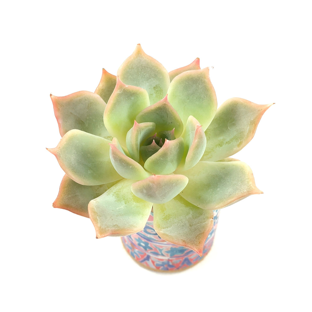 Echeveria Lucinda Sp.