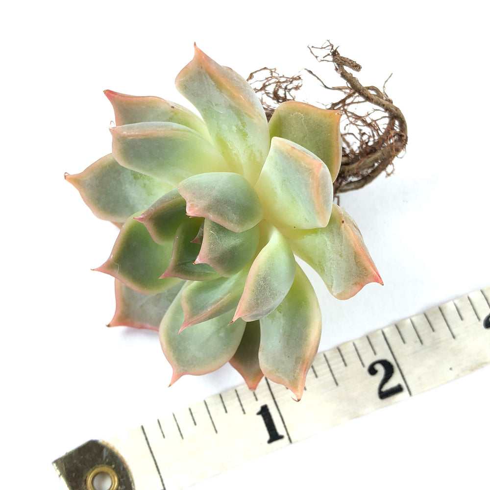 Echeveria Lucinda Sp.