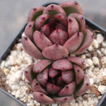 PRESALE Echeveria Black Queen Hybrid, (Not so Random)