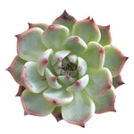 SALE! Echeveria Chihuahuaensis Sp.