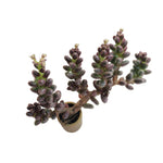 SALE! Sedum Furfuraceum