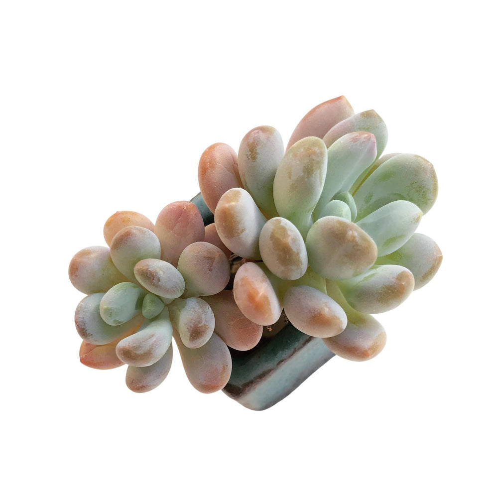 SALE! Pachyphytum Walth