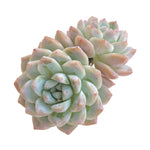 SALE! Echeveria Thumb Rim