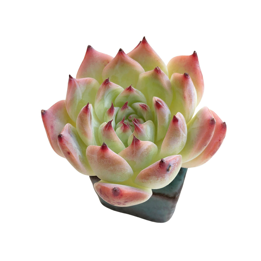 SALE! Echeveria Momotarou cv, (Random)