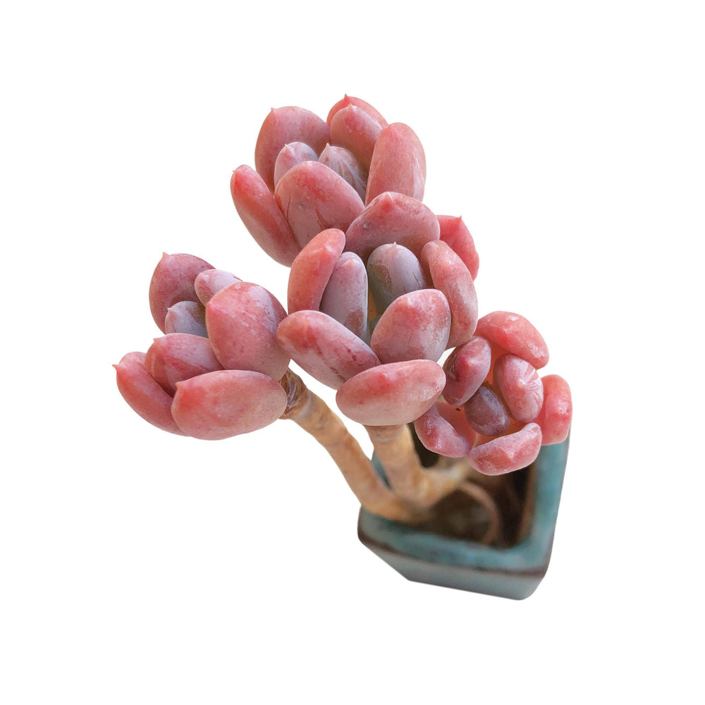 SALE! Echeveria Sp.