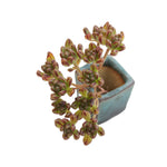 SALE! Aeonium Sedifolium