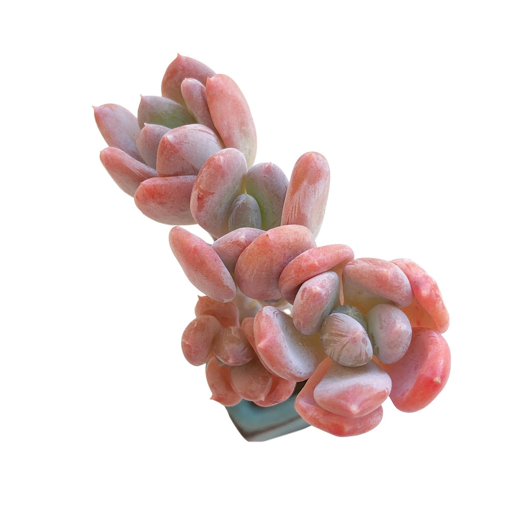 SALE! Echeveria Sp.