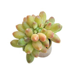 SALE! Pachyphytum Compactum, Cristata