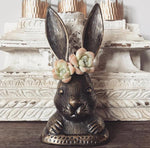 PRESALE Echeveria Ice Green, Doubles, (Random)
