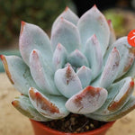 PRESALE Echeveria Ivory, (Not so Random)