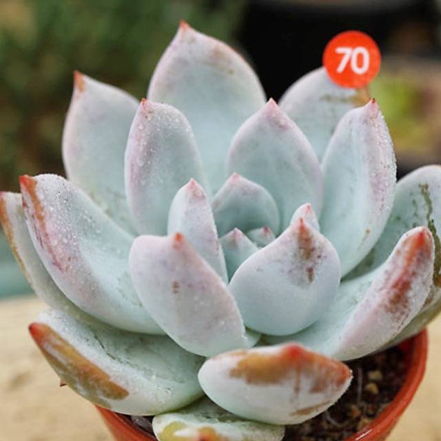 PRESALE Echeveria Ivory, (Not so Random)