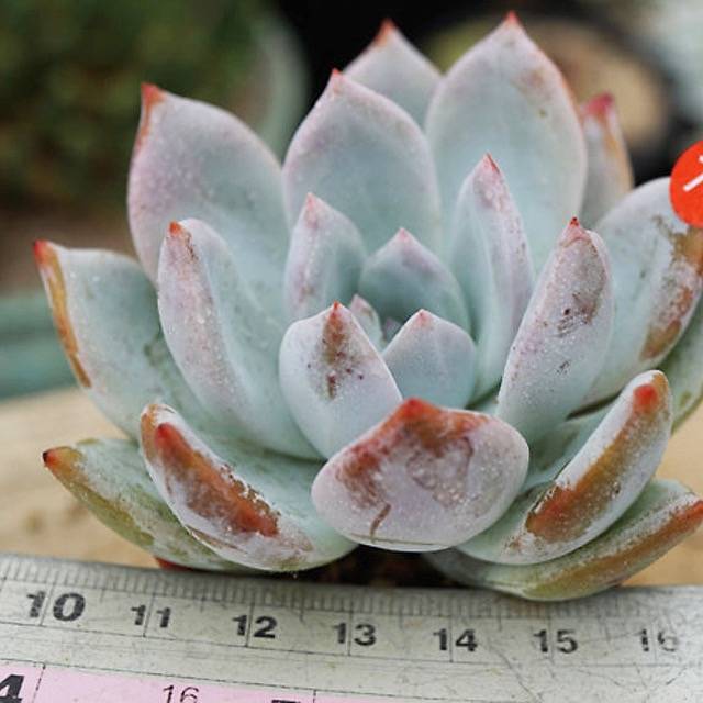 PRESALE Echeveria Ivory, (Not so Random)