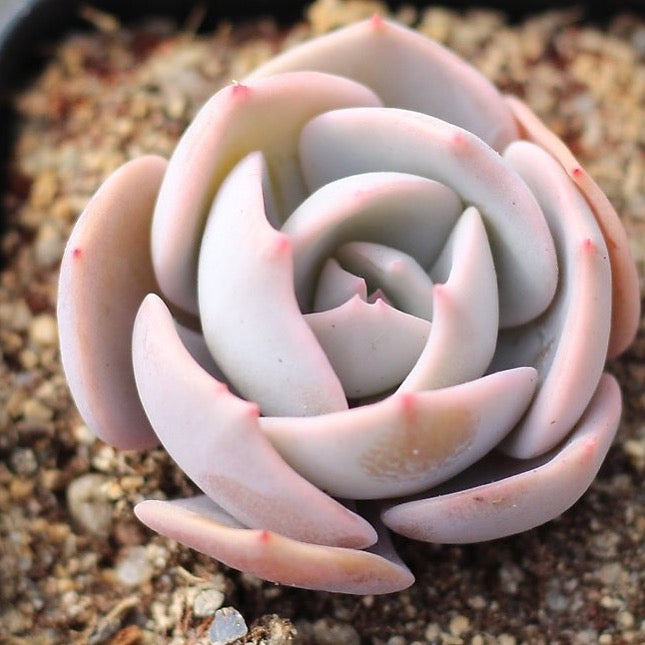 Presale Echeveria Cassyz Dragon