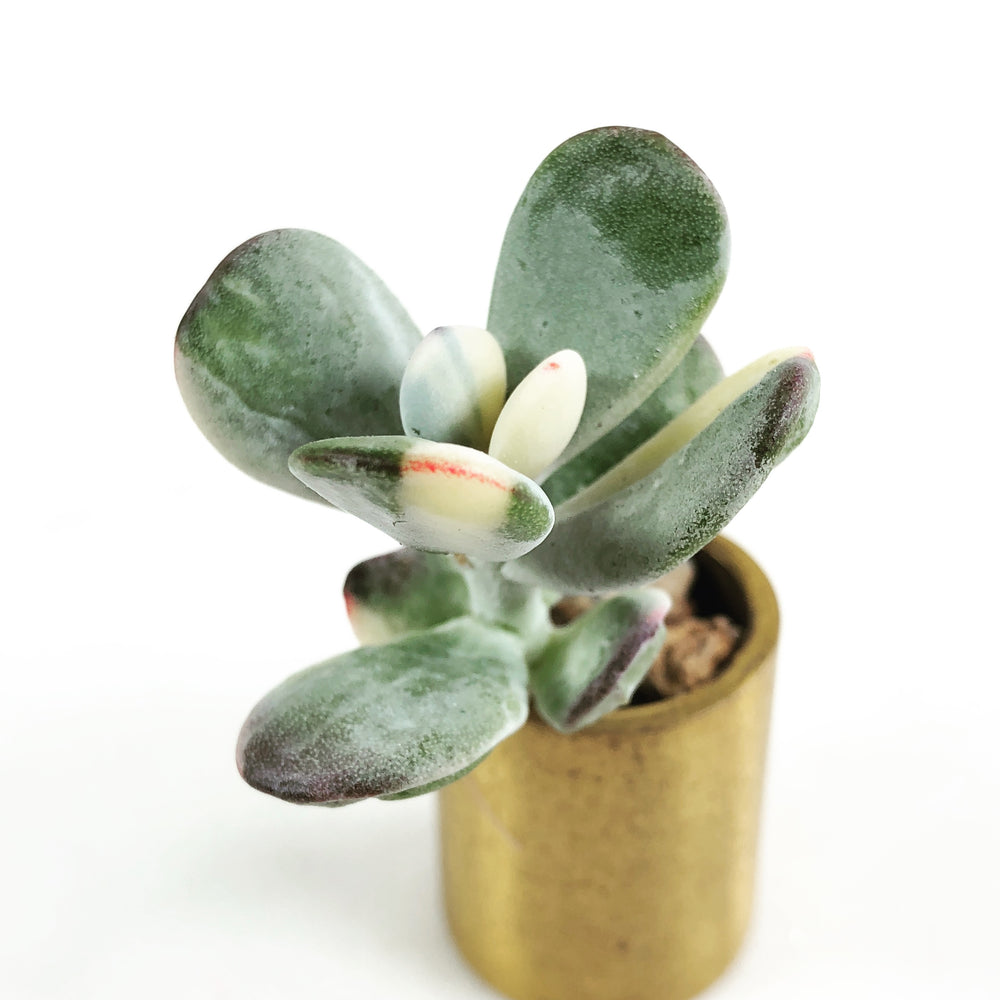 Cotyledon Orbiculata cv variegata