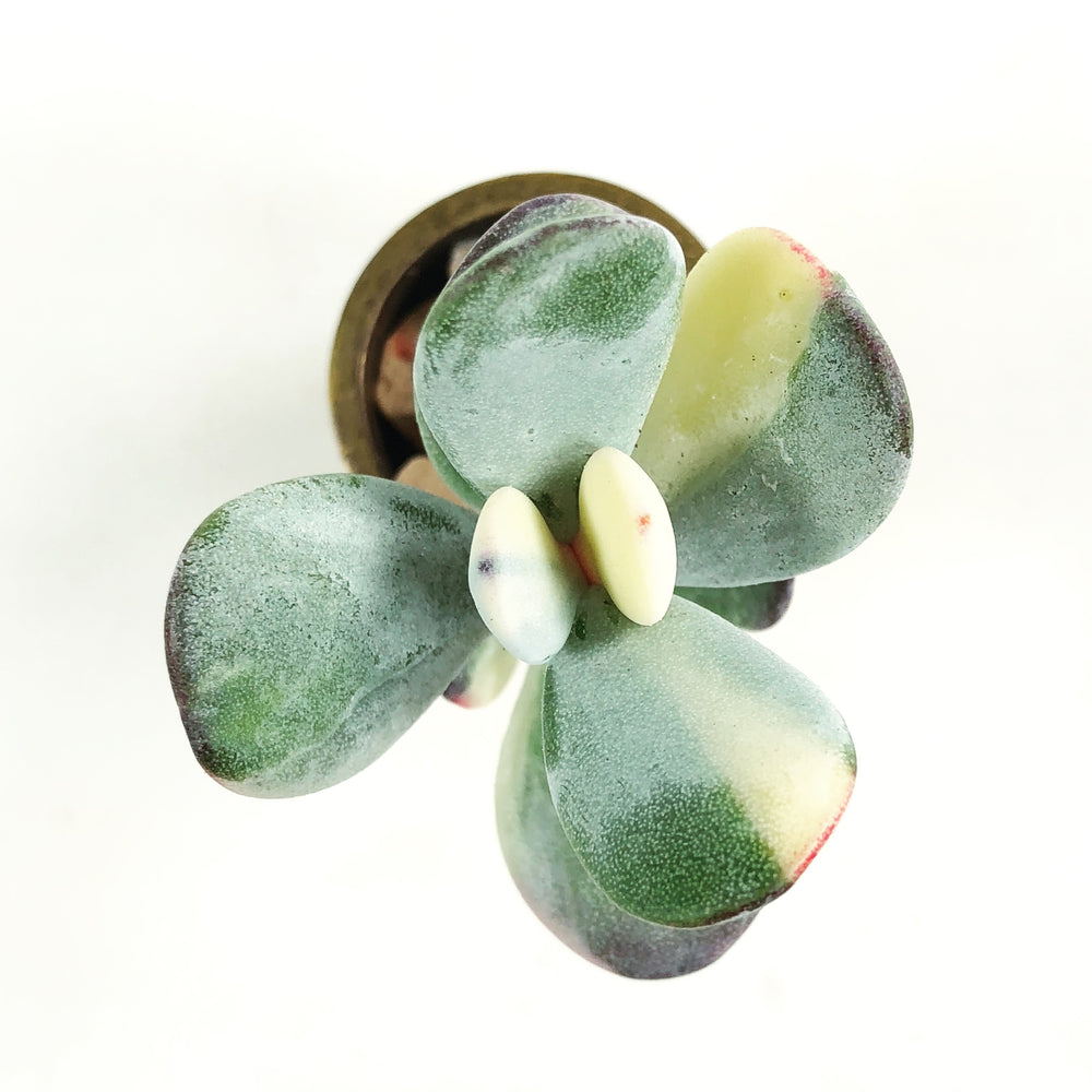 Cotyledon Orbiculata cv variegata