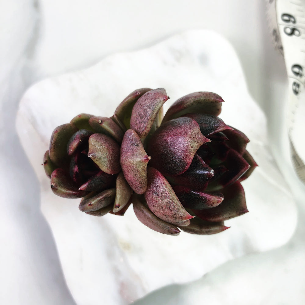 PRESALE Echeveria Black Queen Hybrid, (Not so Random)