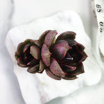 PRESALE Echeveria Black Queen Hybrid, (Not so Random)