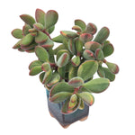 SPECIAL REQUEST- Crassula Rogersii, Large Variegated Cluster