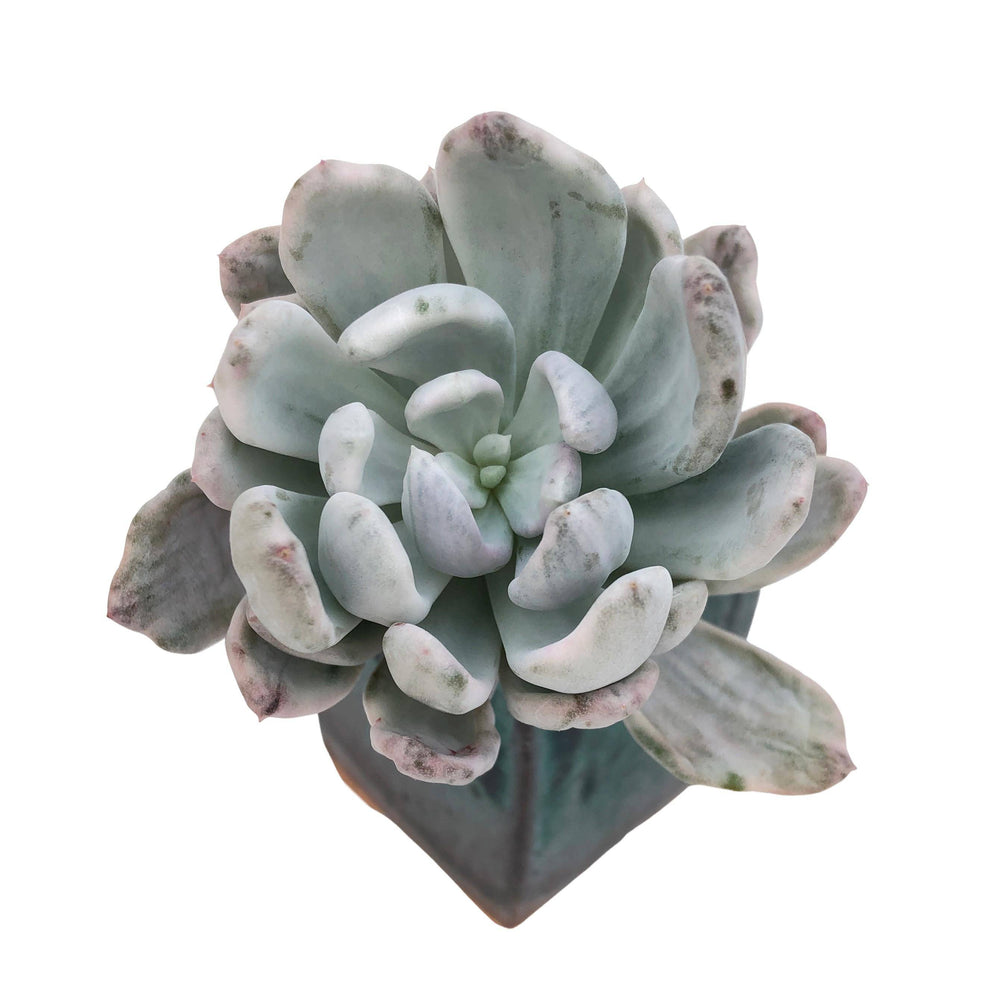 SPECIAL REQUEST- SALE! Echeveria Roly Poly Variegata