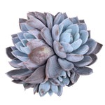 SPECIAL REQUEST- Echeveria Lulu