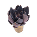 SPECIAL REQUEST- SALE! Echeveria Blackbird