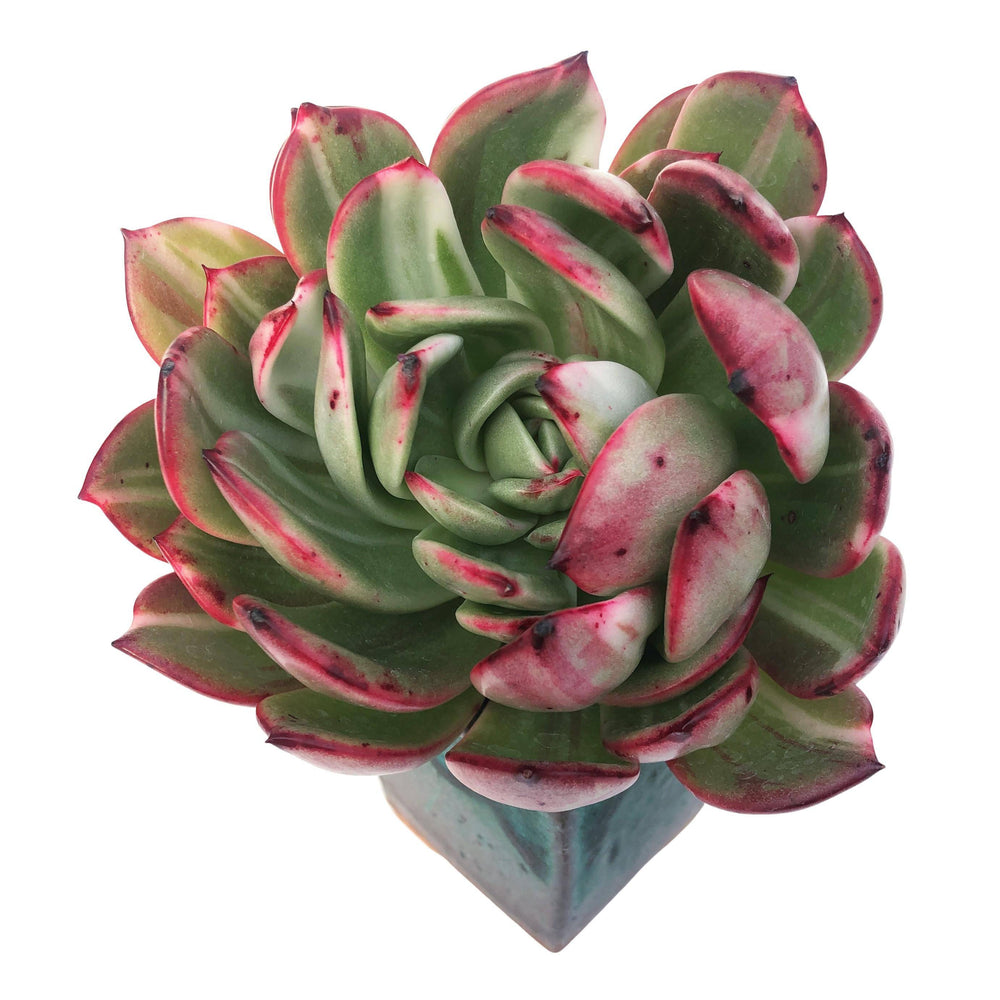 SPECIAL REQUESTS- Echeveria Starboss, Variegata