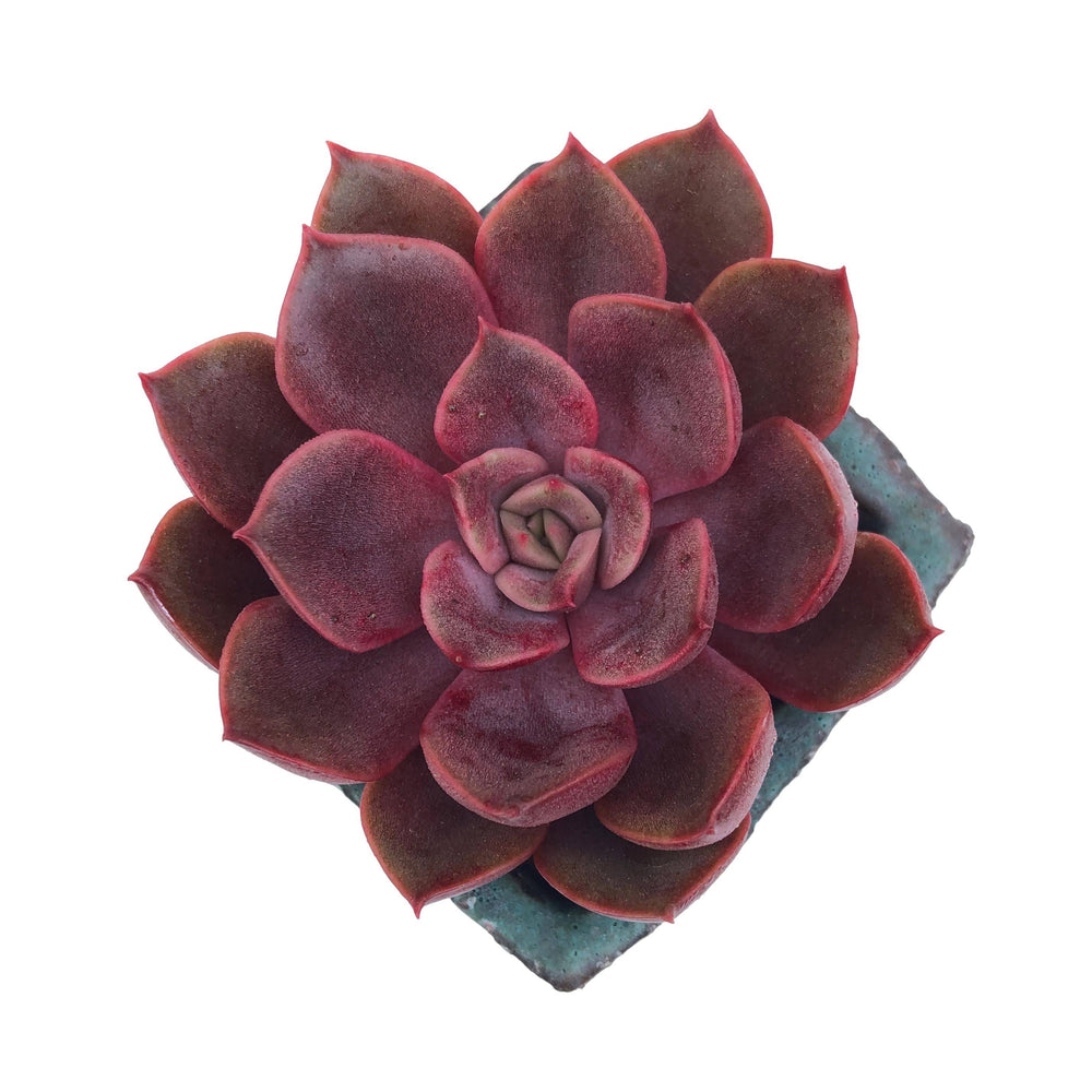 SPECIAL REQUESTS- Echeveria Mina