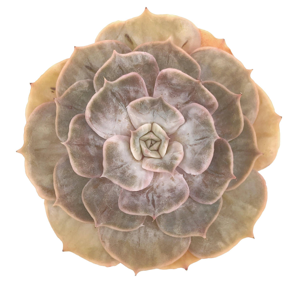 SPECIAL REQUESTS- Echeveria Lilacina Marble