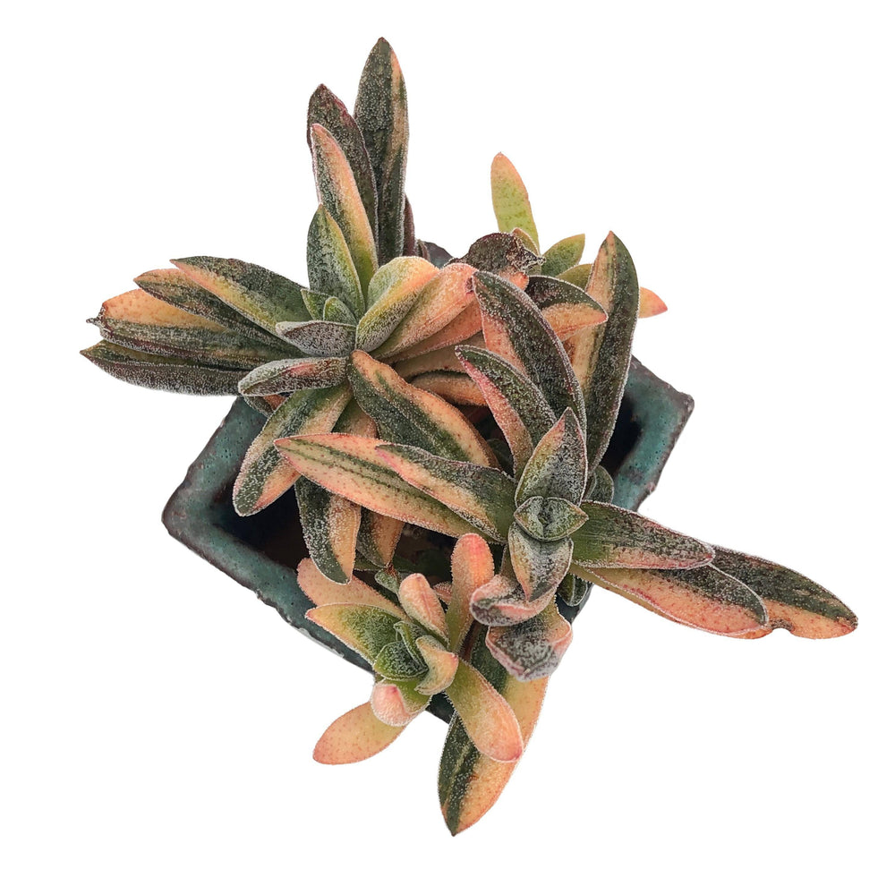 SPECIAL REQUEST- Crassula Justi Corderoyi, Variegata