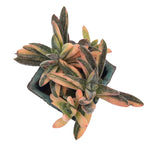 SPECIAL REQUEST- Crassula Justi Corderoyi, Variegata