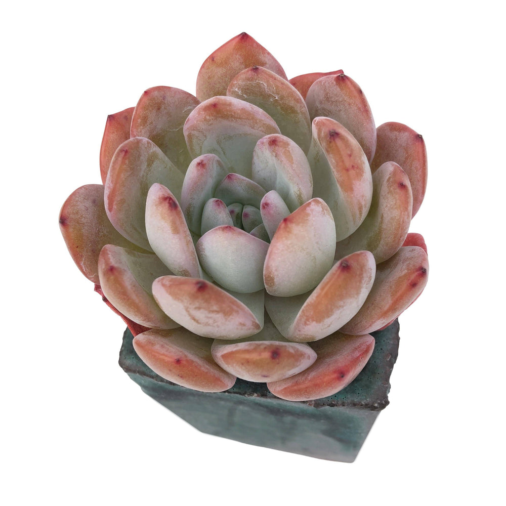 SPECIAL REQUEST- Echeveria Starmark