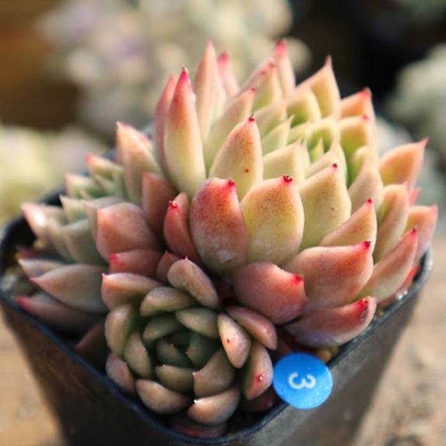 PRESALE Echeveria Agavoides Spicy, White Form, (Not so Random)