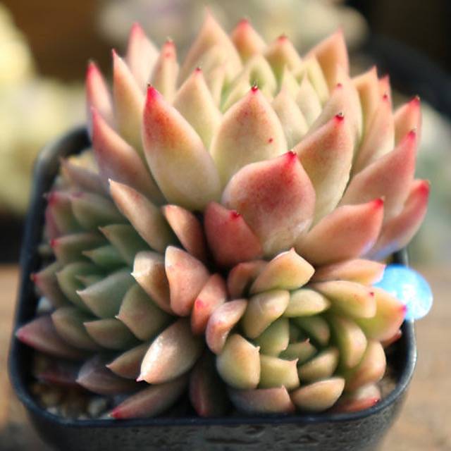 PRESALE Echeveria Agavoides Spicy, White Form, (Not so Random)