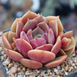 PRESALE Echeveria 'My Star,' (Random)