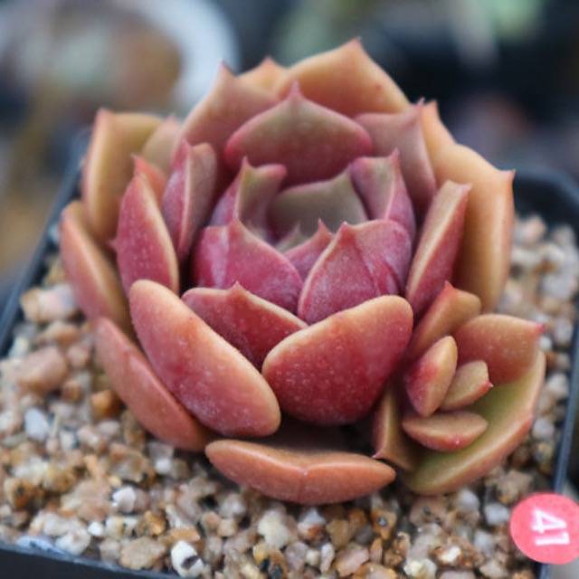 PRESALE Echeveria 'My Star,' (Random)