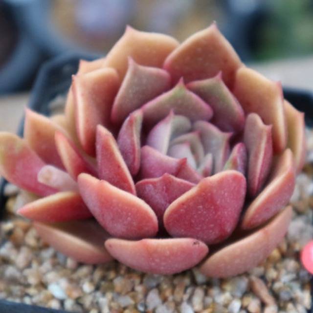 PRESALE Echeveria 'My Star,' (Random)