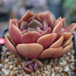 PRESALE Echeveria 'My Star,' (Random)