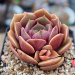 PRESALE Echeveria 'My Star,' (Random)