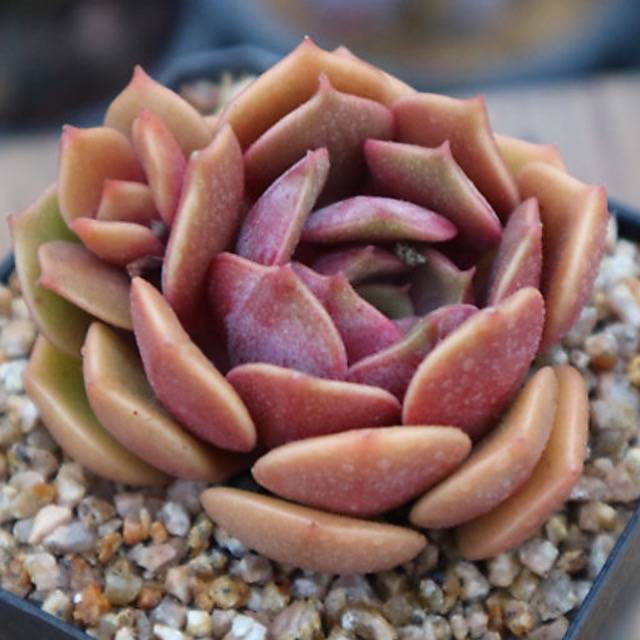 PRESALE Echeveria 'My Star,' (Random)