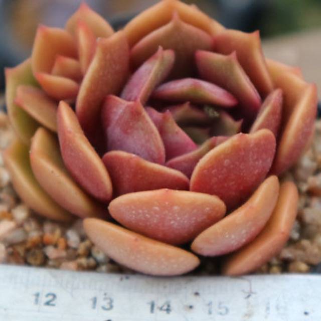 PRESALE Echeveria 'My Star,' (Random)