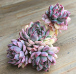 PRESALE Echeveria Mebina, Variegata, (Random)