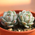PRESALE Echeveria 'Night View,' (Not so Random)