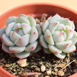 PRESALE Echeveria 'Night View,' (Not so Random)