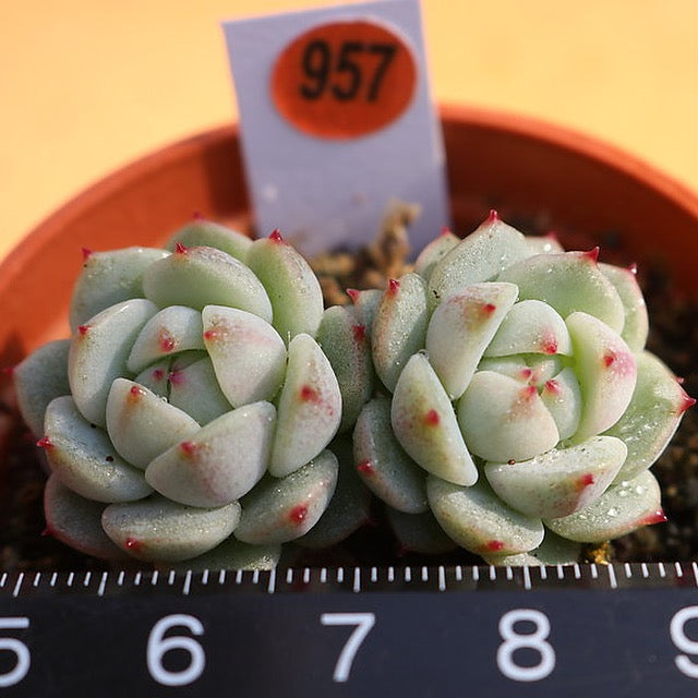 PRESALE Echeveria 'Night View,' (Not so Random)