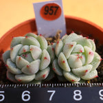 PRESALE Echeveria 'Night View,' (Not so Random)
