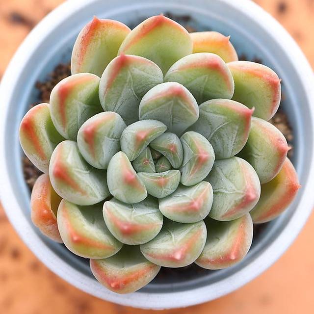PRESALE Echeveria Panda, (Not so Random)